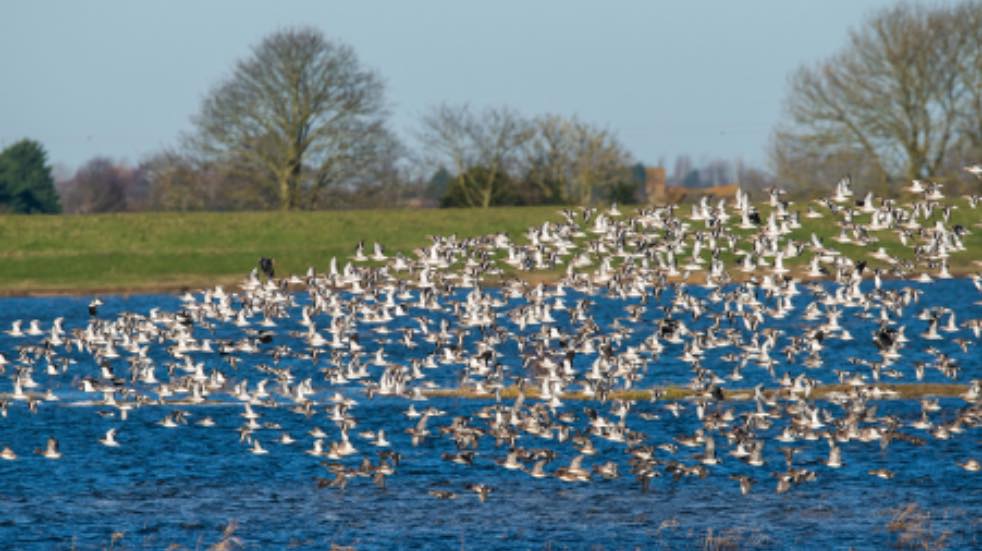 Flock of birds over water